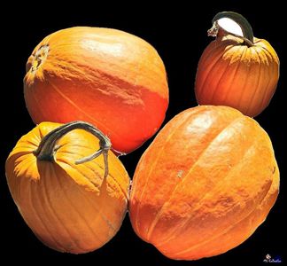 Thanksgiving Day Pumpkins !