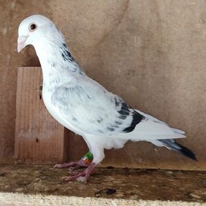 Mascul 23-099