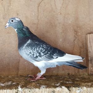 Mascul 24-063