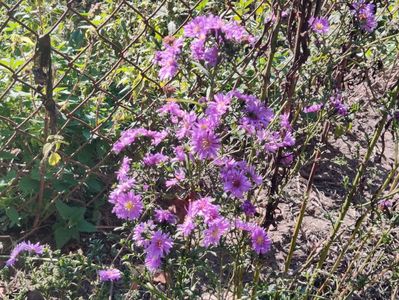 9. Aster înalt - violet batut