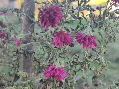 11. Aster înalt - visiniu batut