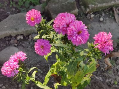 5. Aster mediu - Ciclam batut