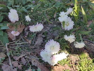 8. Aster mediu - alb batut