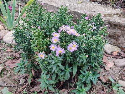 2. Aster pitic - lila simplu
