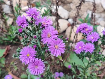 3. Aster mediu -  mov închis batut