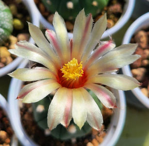 Astrophytum asterias