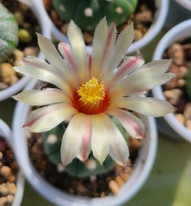 Astrophytum asterias