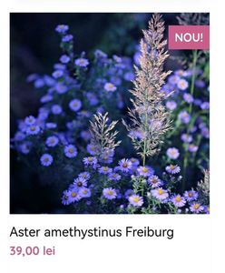 Aster amethystinus Freiburg; gradina bijoux, 39ron
