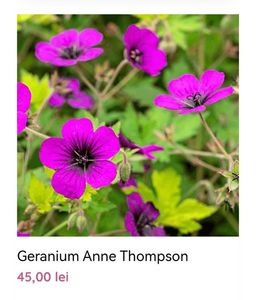 Geranium Anne Thompson; gradina bijoux, 45ron
