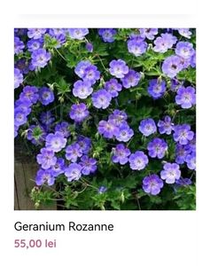 geranium Rozanne; gradina bijoux, 55ron
