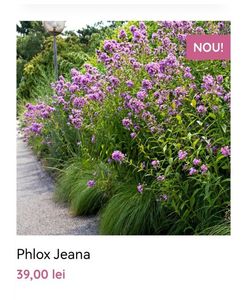Phlox Jeana; gradina bijoux, 40ron
