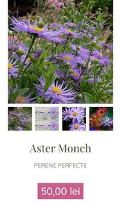Aster Monch; gradina bijoux, 40ron
