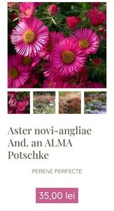 Aster novi-angliae And. an ALMA Potschke; gradina bijoux , 35ron
