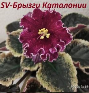 Poza net