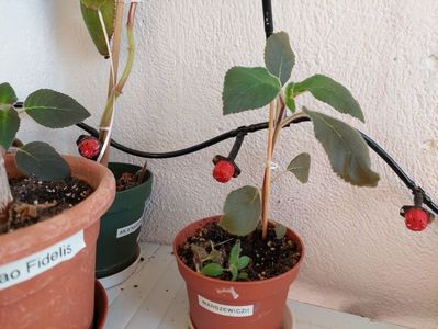 Kohleria Warszewiczii (15) rez d