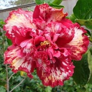 Cherry Ice poza preluata