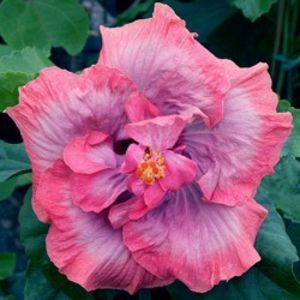 tata - Allure poza preluata