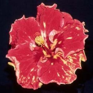 tata - Hot Flashes, poza preluata