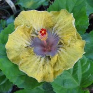 mama - Golden Amethyst, poza preluata
