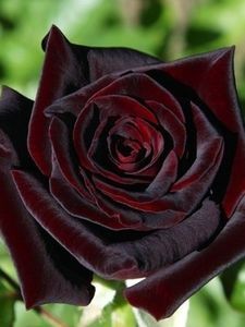 t-t-black-magic