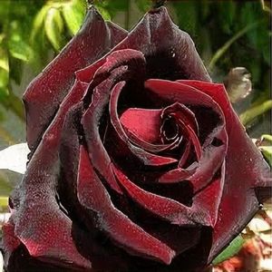 Black Magic 1