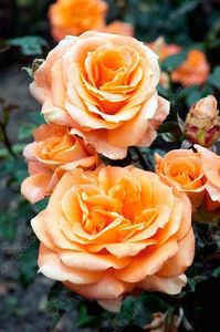 Rose_Remy_Martin_