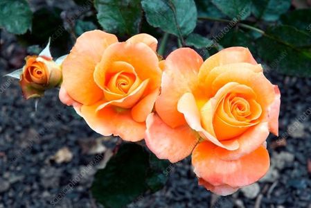 Rose_Remy_Martin_1