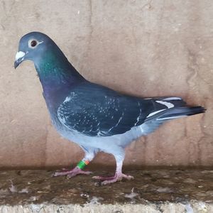 Femela 23-582