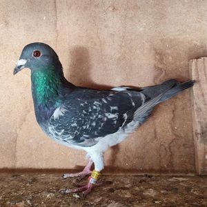 Mascul 24-967