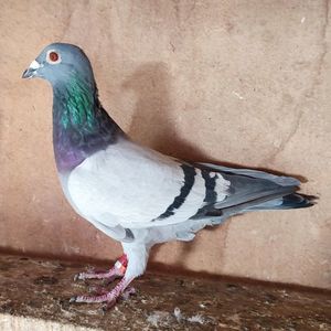 Mascul 22-672