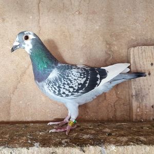 Femela 24-995