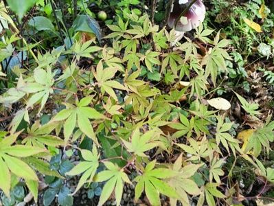 Atropurpureum