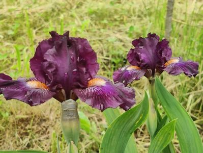 Purple tiger