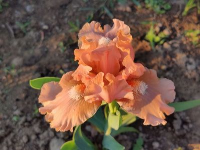 Peach meadley