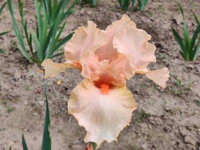 Peach reprise