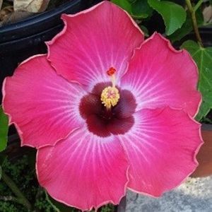mama - Rum Runner, poza preluata