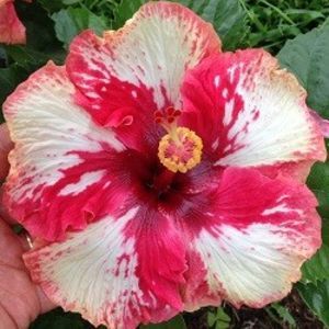 tata - Lady Love, poza preluata