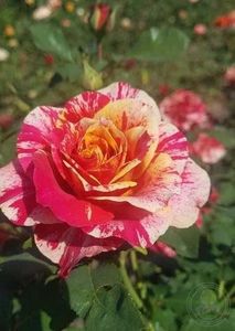 Rose Fire Crack 1