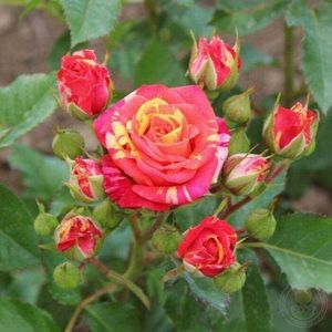 Rose Fire Crack 2
