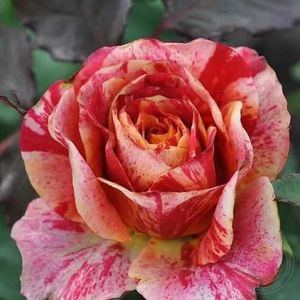 Rose Fire Crack 3