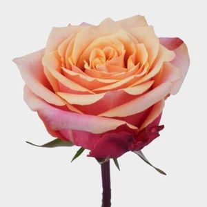 rose_cherry_brandy_50_cm_