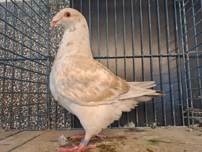 F 2024 vindut 200 euro