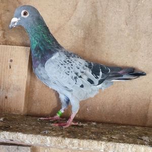 Mascul 23-840