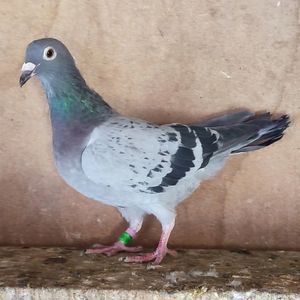 Femela 23-638