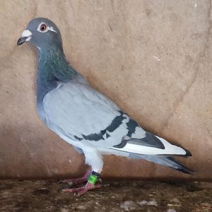 Femela 23-523