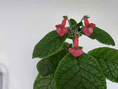 Ew s Spring Melody