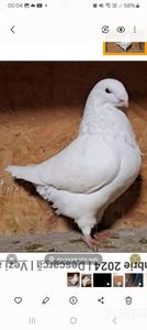 Vinduta ghiba
