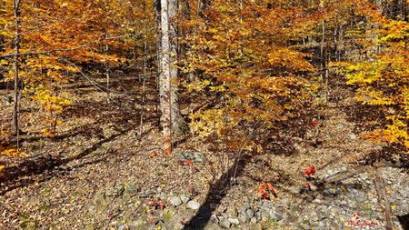 Gatineau Autumn