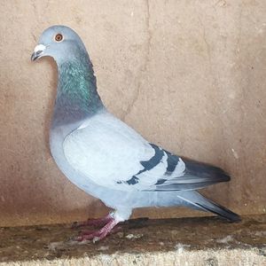 Mascul 24-549