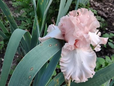 Unfolding dreams